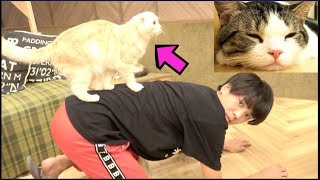 猫と家出します。妹さよなら