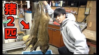 イノシシ2匹を山で捕まえた！！！！