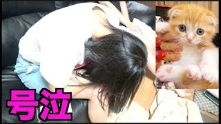 妹がヒカキンさんの猫欲しすぎて号泣。。