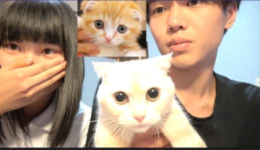 妹にヒカキンさんの猫を飼いました