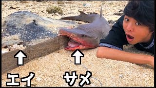 【衝撃】サメを捕まえた。食べたい