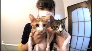 子猫2匹を風呂に入れたら妹が怪我した。家族絶縁