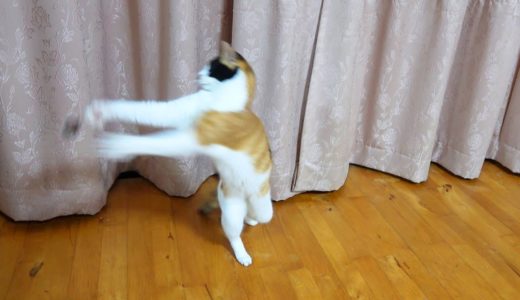 元気になったハナちゃん