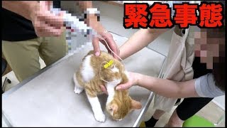 子猫が緊急手術した。病院に行きました　　　　　　　　　　　　　　　　　　　　　　　　　　　　　テトがんばれ