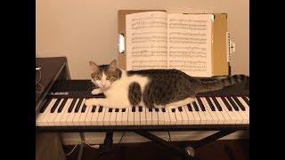 【ピアノ）大人のためのかんたん！すぐ弾ける！