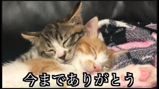 さようなら、テトリン