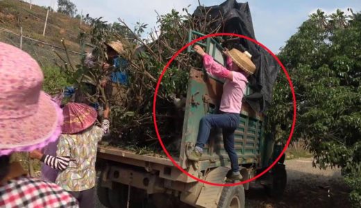 9妹家人多力量大，和嬸娘們齊動手，輕鬆卸完這一車樹苗！ 【巧婦9妹】