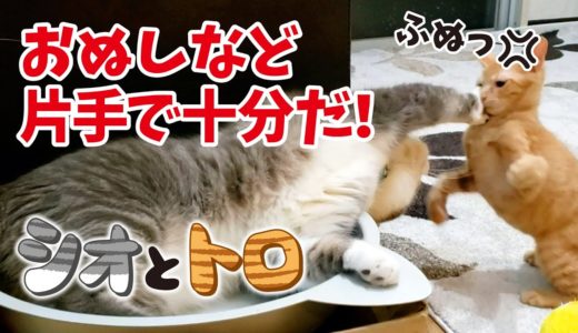 やんちゃな弟猫に片手で対抗する兄猫。〜Sio fights with naughty Toro with one hand.〜
