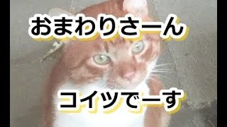 つけまわす！猫さんを【侵入した野良仔猫】～家猫修行中～