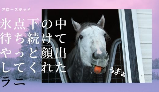 2017年12月【ラニさんスタッドインしたての頃】