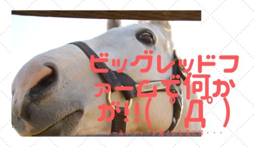 2019月11月26日【ビッグレッドファーム】ゴールドシップ、グラスワンダー、ダノンシャンティ、ダノンバラード、ジョーカプチーノ、アドマイヤマックスが登場。馬旅行・牧場見学動画