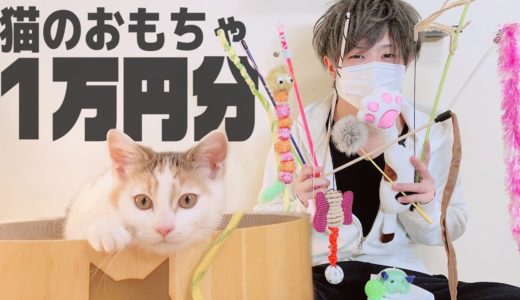 猫のおもちゃ１万円分爆買い！おすすめランキングTOP３発表します。