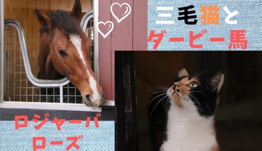 2019.12.14【雨の日のロジャーバローズとアロー三毛猫さん】ディープインパクト産駒のダービー馬