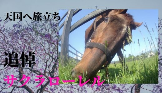 【追悼サクラローレル】