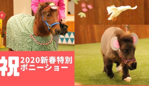 【ノーザンホースパーク新春特別ハッピーポニーショー2020】めめちゃん、ムサシ、サミー、やまちゃん、ぴよちゃんがでます