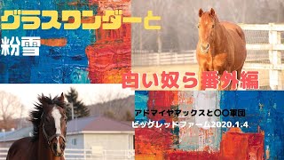 【白い奴ら番外編＆グラスワンダーと粉雪】アドマイヤマックスと〇〇軍団 2020.1.4ビッグレッドファーム撮影