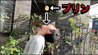 【検証】２階から落としたプリンを口でキャッチした結果！！