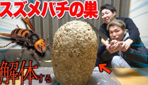 オオスズメバチの巣を真っ二つに切ったら中から大量の蜂が出てきてパニック…
