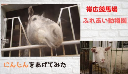 【ばんえい競馬場ふれあい動物園】にんじんをあげてみた