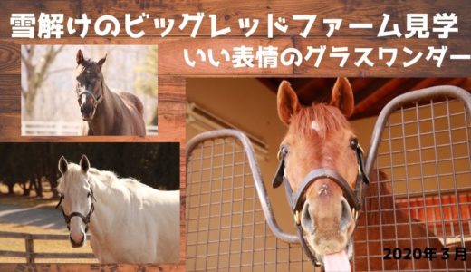 【グラスワンダーお顔かわいいです】ビッグレッドファーム2020年3月