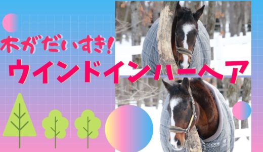 【ディープインパクト母ウインドインハーヘアの愛しの木】