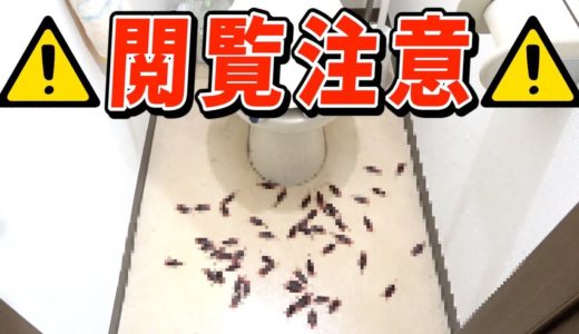 【閲覧注意】家に大量のゴキブリが出ました。