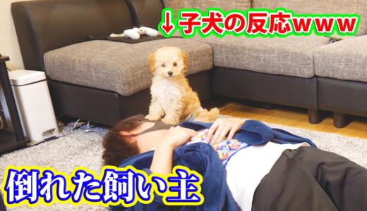 飼い主が突然倒れた時の子犬の反応が面白すぎたwww【ドッキリ】【トイプードル】【puppy】【toy poodle】