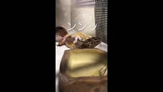 レオパ  イク瞬間　気持ちいい　交尾　ヒョウモントカゲモドキ