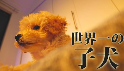 世界で一番かわいい子犬の映像。【toy poodle】【puppy】【トイプードル】【癒し】【猫】【ノンラビ】