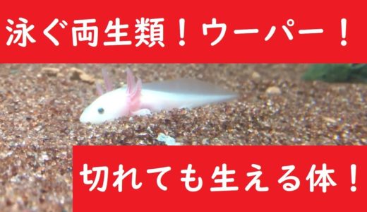 泳ぐ両生類！　ウーパールーパー！
