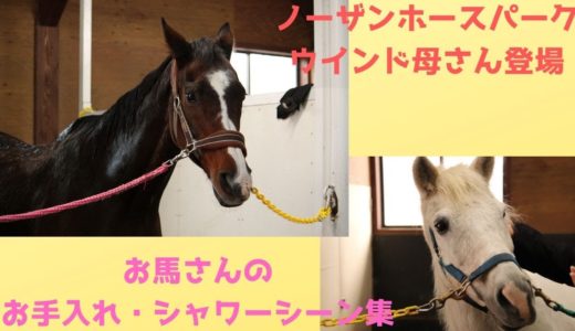 【お馬さんのお手入れ・シャワーシーン集】ノーザンホースパーク版 ウインドインハーヘア