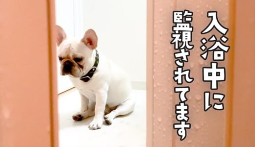 お風呂で不審者から監視されていたので声をかけてみたら・・ [フレンチブルドッグ坊のストーカー事件]