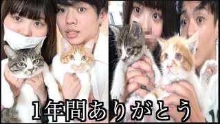 テトリンを救出して1年が経った。本当に家族とお別れです