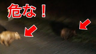 【突然】夜の山で野生動物に大量遭遇！