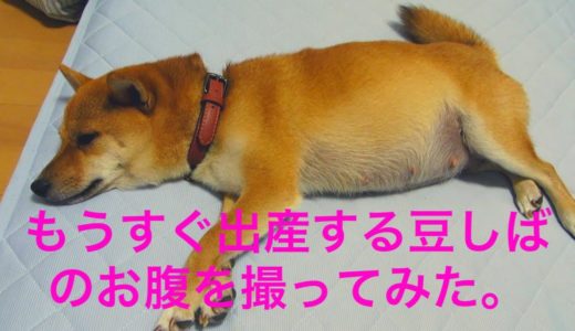 もうすぐ出産する豆しばのお腹を撮ってみた。