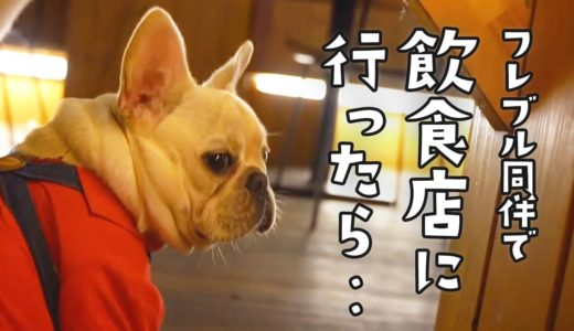 フレンチブルドッグ同伴ではじめて飲食店へ行ったら・・ [フレブル坊の休日満喫VLOG]