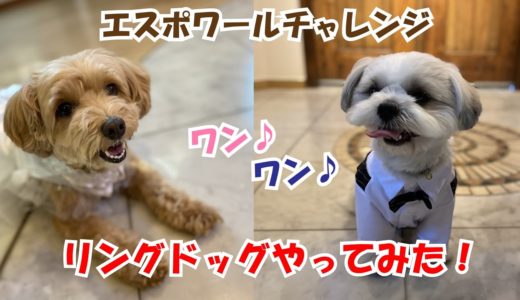 リングドッグやってみた！エスポワールチャレンジ