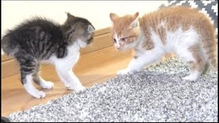 子猫の兄妹が喧嘩した