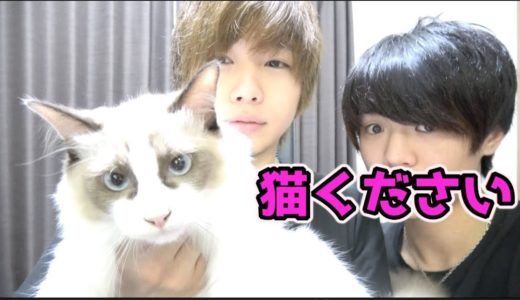 【ご報告】猫を妹が飼います！ください