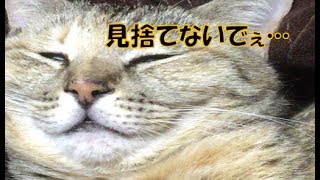 【DBD】愛猫とらちゃんと鬼ごっこしたらいい子すぎたｗ【生放送切り抜き】