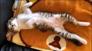 子猫がおかしい??????????????????????????