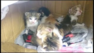 捨て猫を飼います。妹が持って帰った