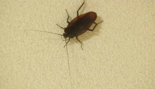 妹、母とゴキブリ討伐してみた【大発狂】