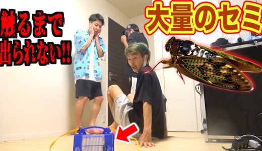 【大発狂】大量のセミがいる部屋に虫嫌いの友達を閉じ込めたら喧嘩勃発！？