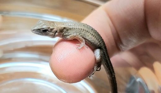 赤ちゃんカナヘビをお湯に浸けると…？