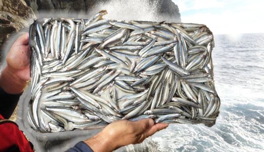 キビナゴ集合体で釣りしたらイルカのような魚が釣れました【波照間島遠征2020 #4】