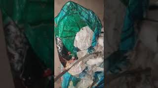 野生犬の出産シーン　※概要欄みてね