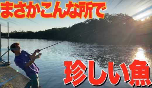 【第2弾】巨大魚を釣りに行ったらまさかの珍しい魚現る？！