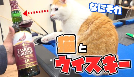 あつしの大好きなウイスキーを猫たちに教えます！