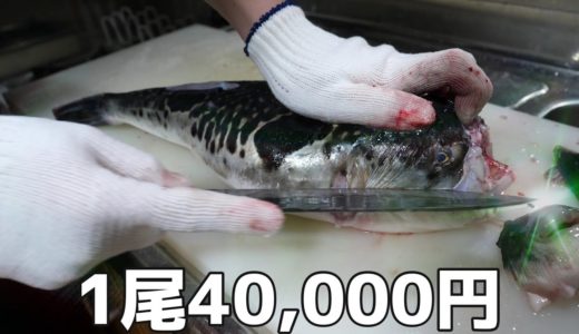 免許がないと捌けない『猛毒のトラフグ』を分解して、白子酒を作る！【トラフグのさばき方】